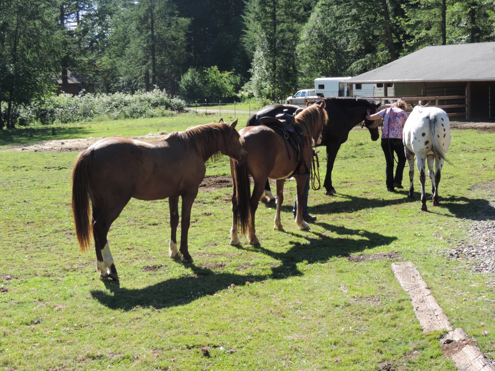 Care Acres Horse Training and Riding Instruction