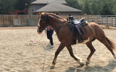 How To Correct Counter-Bend In A Horse
