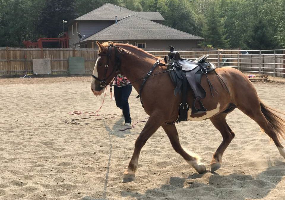 How To Correct Counter-Bend In A Horse